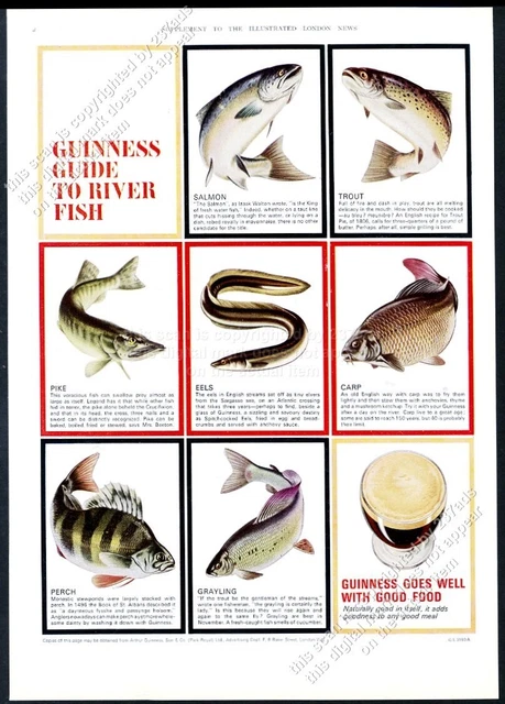 1964 Guinness Stout beer Guide to River Fish color art big UK vintage print ad