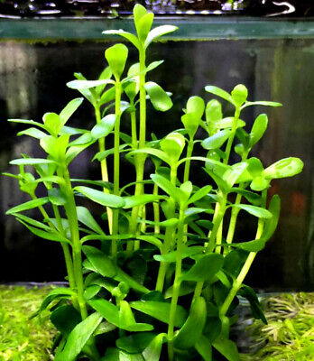 2 bundles of Moneywort Bacopa (12+ stems) Super Easy Aquarium Plant BUY2GET1FREE