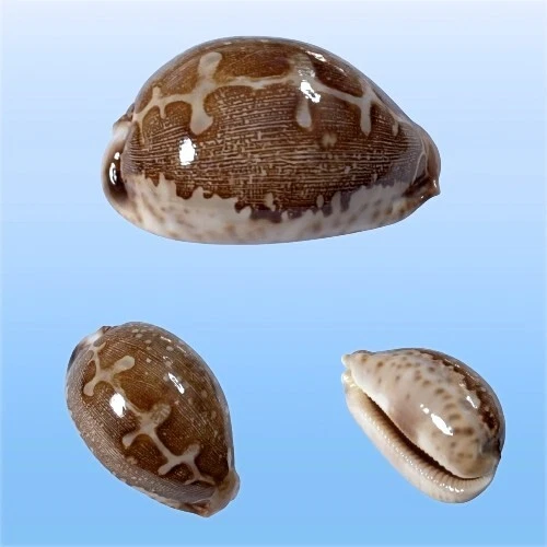 CYPRAEA MAPPA, PHILIPPINES, 70,3 mm, TOP SPECIMEN, MELANISTIC EUR 39,90 ...