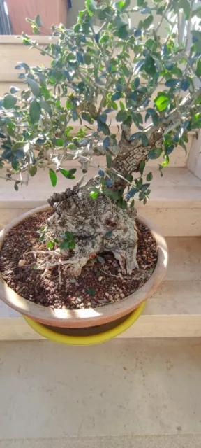 Bonsai di Ulivo ESEMPLARE 2