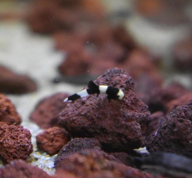 Live Panda Loach (Pack of 3 Rare Nano Freshwater Aquarium Fish) *PLS READ DESCR* 4