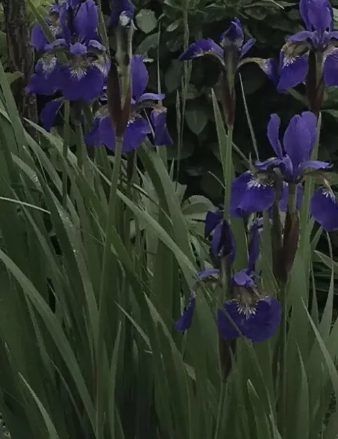 Purple Siberian iris three bare root