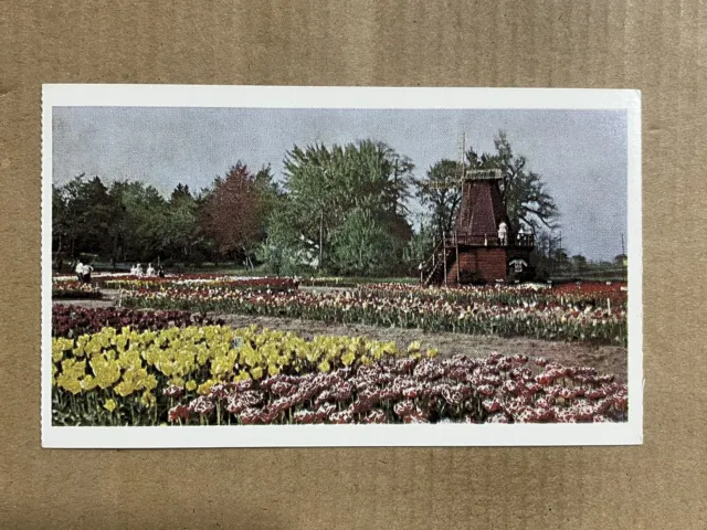 Postcard Michigan MI Holland Tulip Time Windmill Dutch Vintage PC