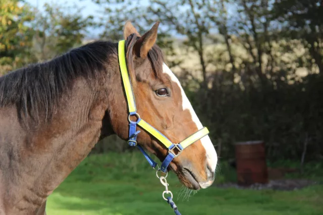 FIELD SAFE Reflective headcollar with matching leadrope