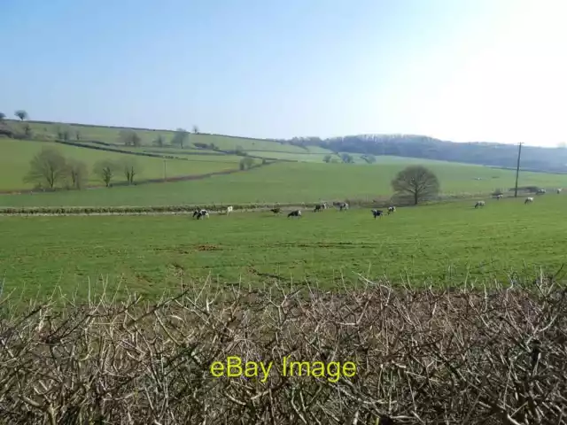 Photo 6x4 Grazing cattle, below Oborne Hill  c2021