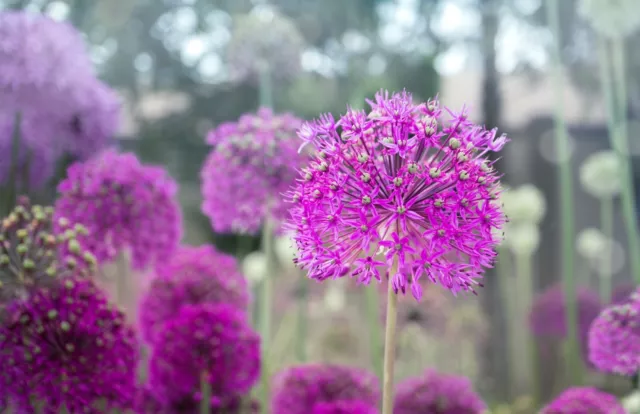 15x GIANT Allium PURPLE SENSATION Perennial Spring Flowering Garden Plant Bulbs 3