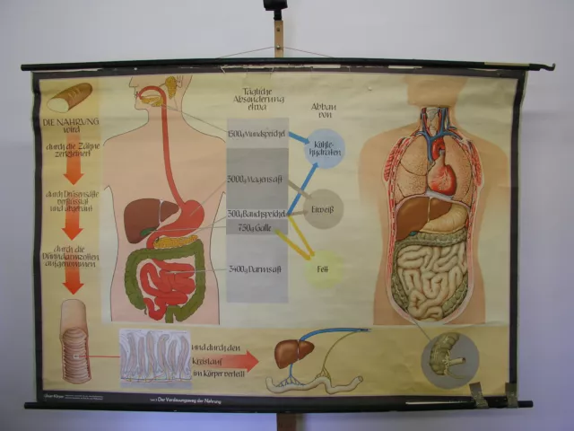 Tableau Nutrition Dent Estomac Intestin Docteur 169x114cm Vintage Doc Mur Chart