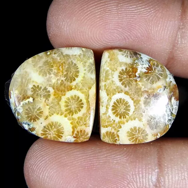 23.45 Ct Natural Fossil Coral Fancy Pair Cabochon 17x14x4 Loose Gemstone