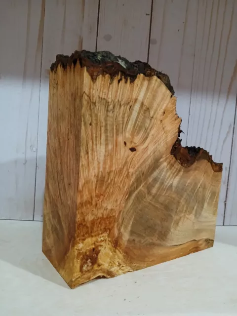 XL Insanely CURLY/Figured Maple Burl wood Bowl Blank EPOXY WOOD STABILIZING wood