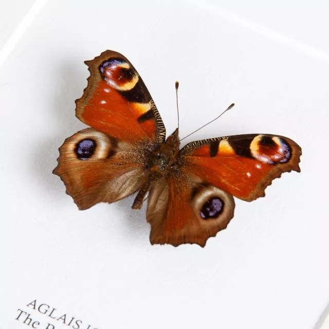 The Peacock Taxidermy Butterfly Frame (Aglais io) 3