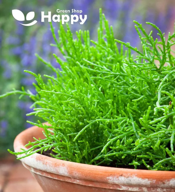 BABY LEAF HERB - SAMPHIRE - SEA ASPARAGUS - 150 SEEDS - Salicornia europaea