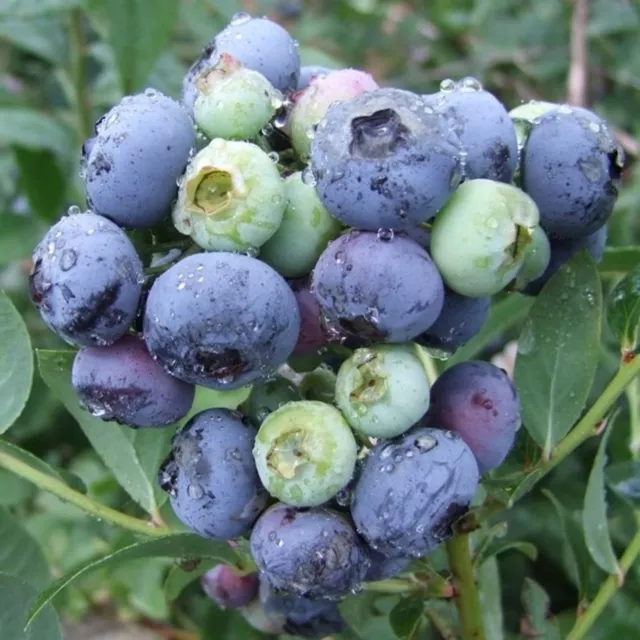 Blueberry Darrow | Late Season Fruiting Hardy Perennial Garden Plant in 3L Pot