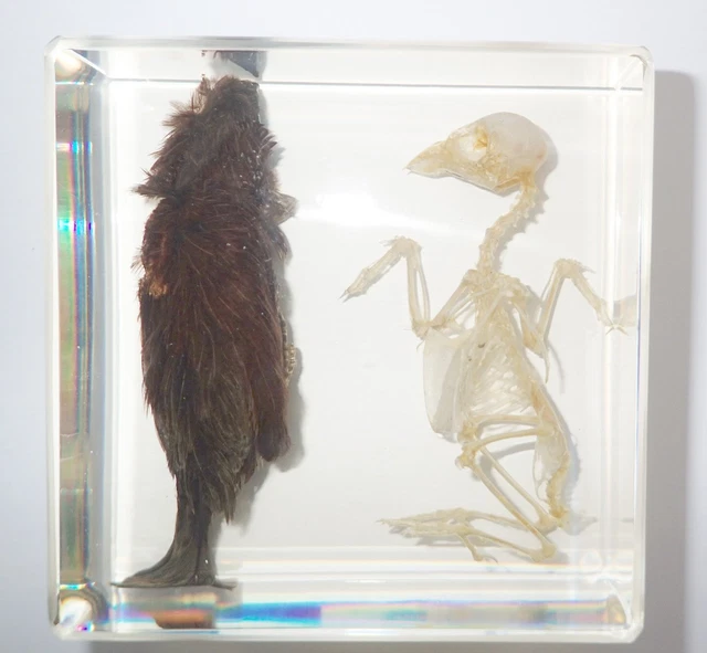 BIRD and BIRD SKELETON Set Eurasian Tree Sparrow Clear Education Animal Specimen