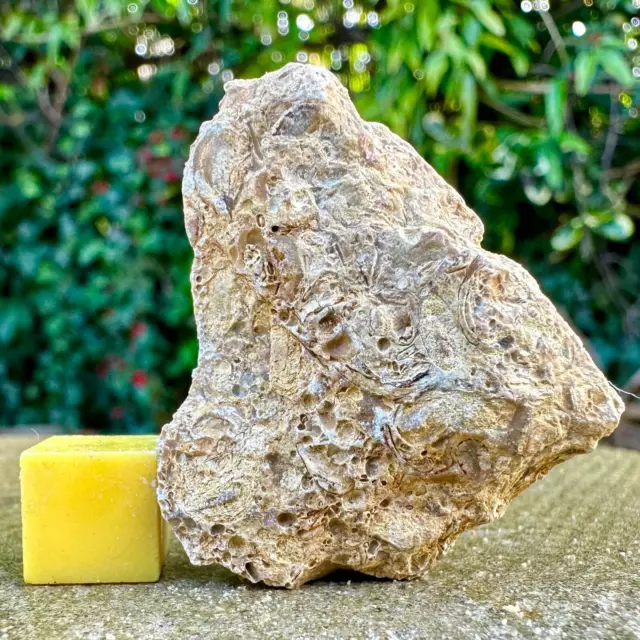 Jurassic Coral Fossil from Wiltshire, UK - Genuine Fossils for Sale