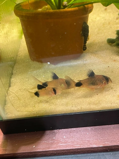 Panda Corydora Catfish 1”/  4 BREEDING LINES