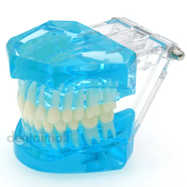 Dental 1:1 Standard Typodont for Adult Teeth Model for Teaching Practice M7001