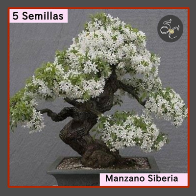 Ideal MANZANO  SIBERIA ideal Bonsai Malus Bacatta 100 semillas seeds graines 
