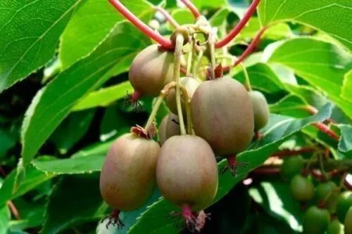 KIWIÑO - Hardi kiwi Actinidia arguta Resistente al frío 10+ Semillas Seeds G 056