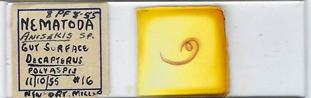 Parasitic Nematode (Anisakis sp.)  from Pacific Jack Mackerel Microscope Slide