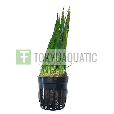 Dwarf Hairgrass Eleocharis Parvulus Pot Freshwater Live Aquarium Plant Easy