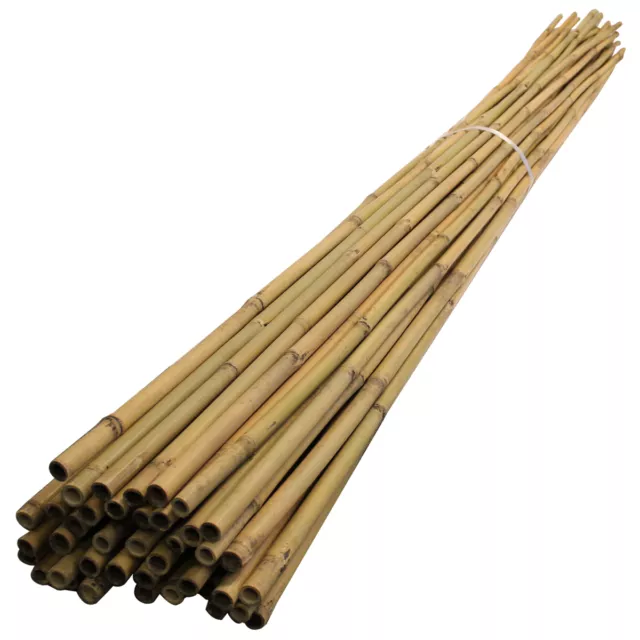 Suregreen Bamboo Canes 2.4m/ 8ft | 14-16mm |  50 Pack Strong Thick Plant Support