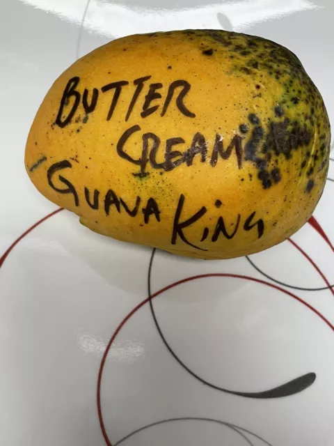 Mango Tree Butter Cream Variety Grafted