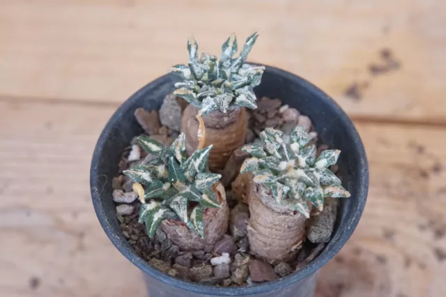 3 Pflanzen Ariocarpus kotschoubeyanus var. macdowelli eigene Wurzel erwachsene Pflanzen