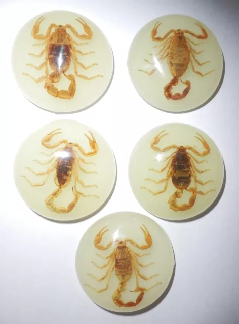 Insect Cabochon Chinese Golden Scorpion 35 mm Round Glow 5 pieces Lot