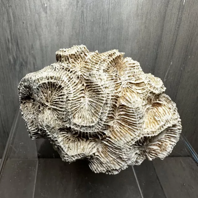 Natural Brain Coral Fossil Sea Ocean Reef Fish Aquarium Decor Nautical