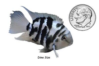 Polar Blue Parrot Cichlids Dime Size Tropical Fish Direct From Breeder