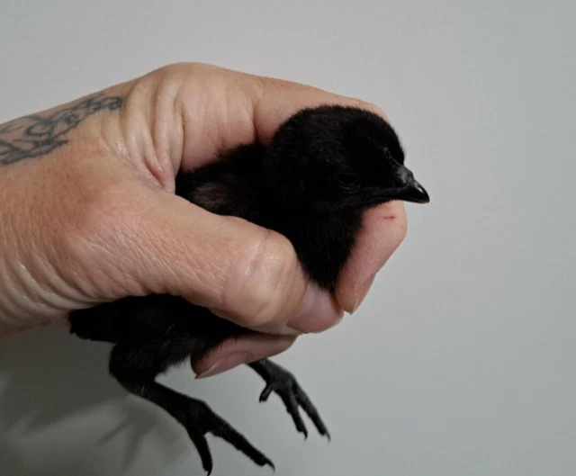 6 Ayam Cemani Chicken Hatching Eggs