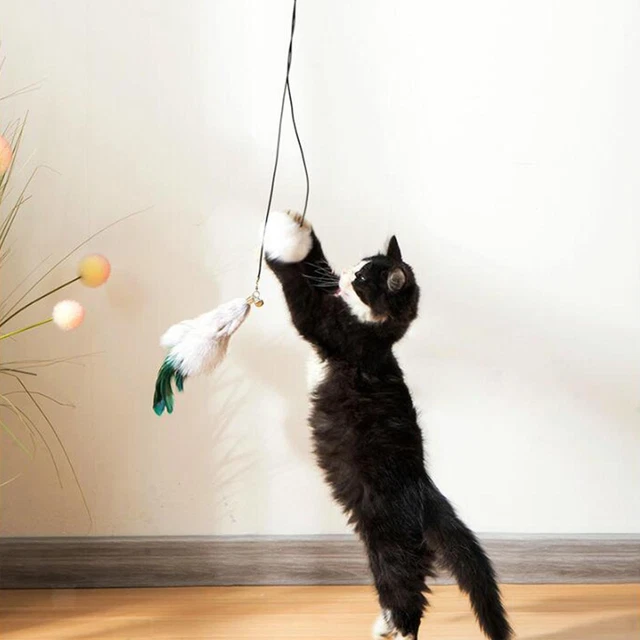 Le Chat Suspendu De Porte Joue Le Jouet Interactif De Chat Pour La Chasse
