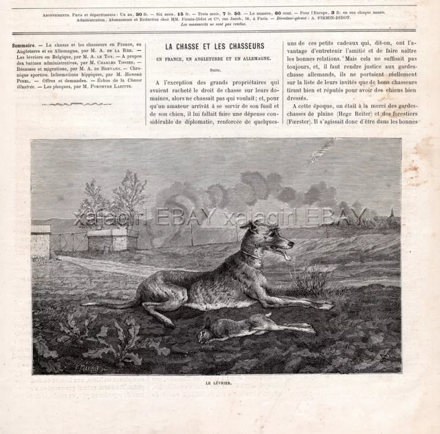 Dog Saluki Smooth-coated Gazelle Hound with Coursing Rabbit, 1880s Antique Print 3