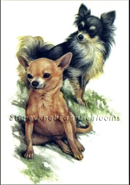 A Pair of Chihuahuas ~ Dogs, Puppies ~ Counted Cross Stitch Pattern