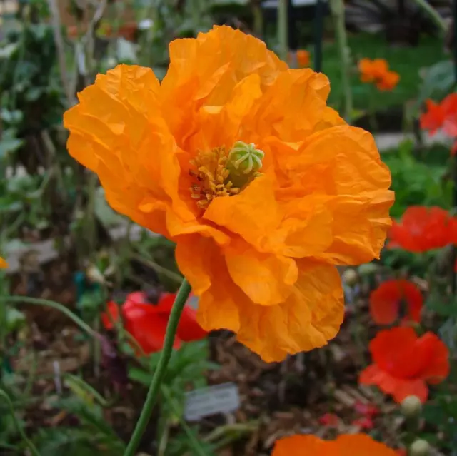 Papaver Poppy Flore Pleno ( Orange) 0.3 Gram ~ Approx 3600 Seeds