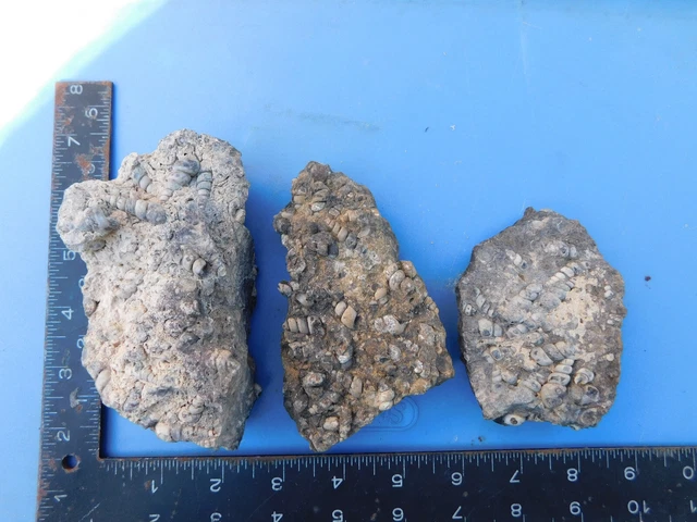 "Old Stock" Turritella Agate Rough 2 Pounds 1.9 Oz Slab Snail Fossils