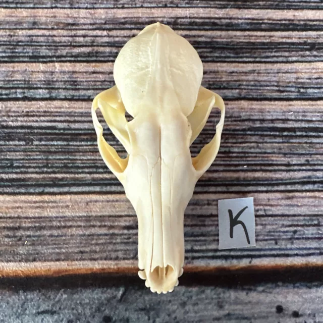 Real Red Fox Unique Animal Mount Halloween Skull Art Craft Mountain Man Canine
