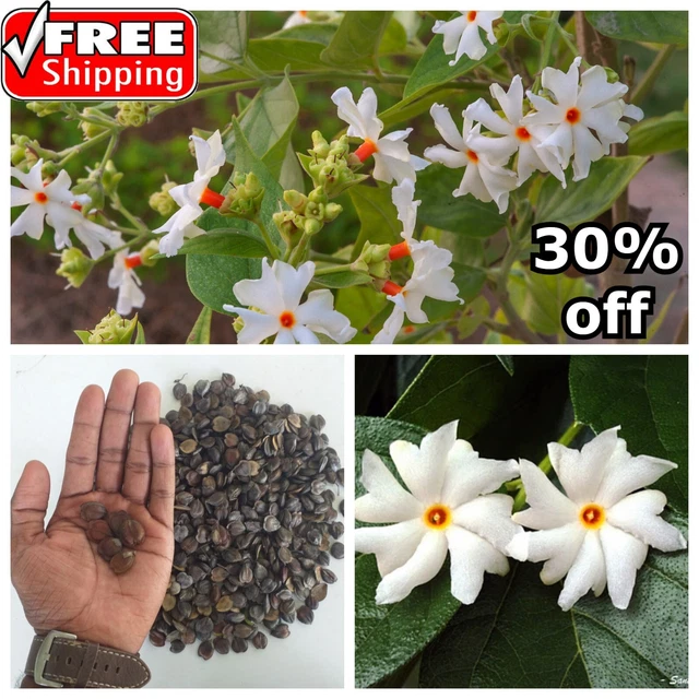 30+ NIGHT FLOWERING Jasmine Seeds Parijat Nyctanthes Arbor Tristis Planting USA £9.06 PicClick UK