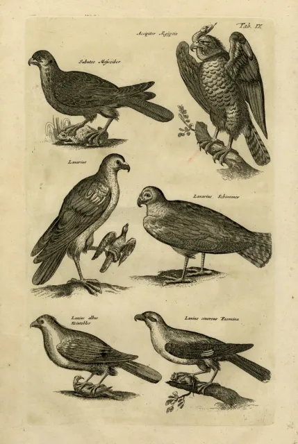 Antique Print-EURASIAN HOBBY-EGYPTIAN HAWK-BIRD OF PREY-Jonston-Merian-1657