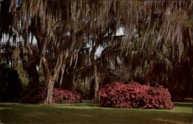 WINTER PARK FLORIDA Spanish Moss and Azaleas ~ postcard sku931 $1.99 ...