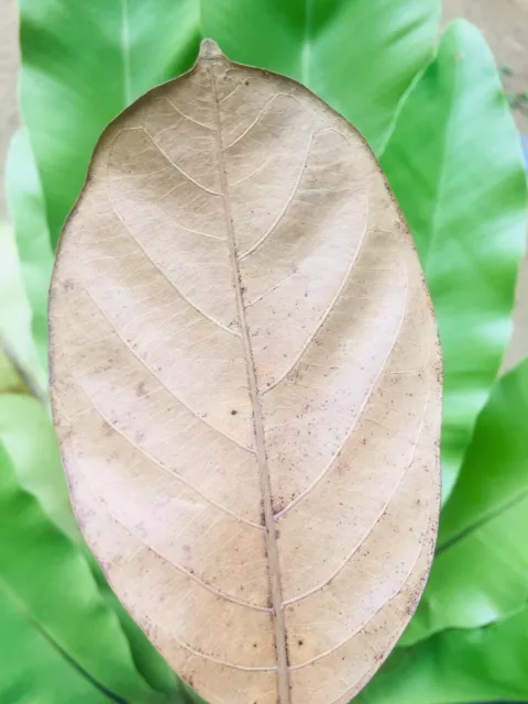 DRIED JACK FRUIT LEAVES Organic Bio Film Shrimp Aquarium Ceylon Natural.