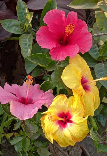 Multi Color  Hibiscus Seeds Perennial Hardy Flower Garden 20 Seed