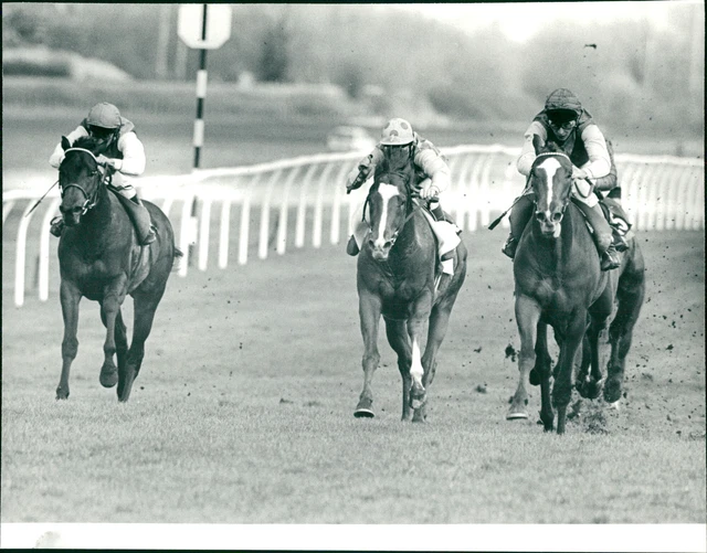 Risk Me race horse - Vintage Photograph 980801