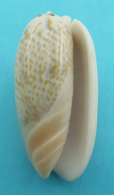Concha Tricolor Oliva Oliva tricolor f. filantha