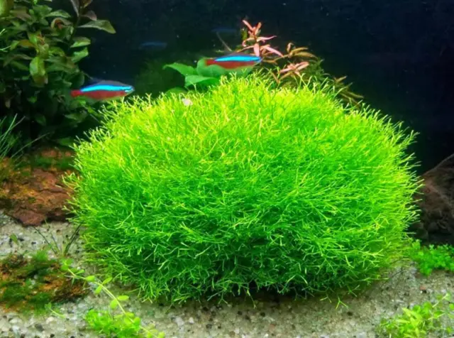 Riccia Fluitans Mini Tissue Culture Cup Live Aquarium Plants Carpet Fish Tank