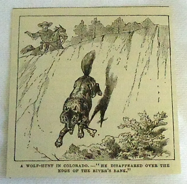 small 1882 magazine engraving ~ WOLF-HUNT IN COLORADO, wolf jumps over edge