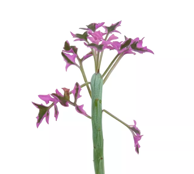 Senecio articulatus VARIEGATED 3