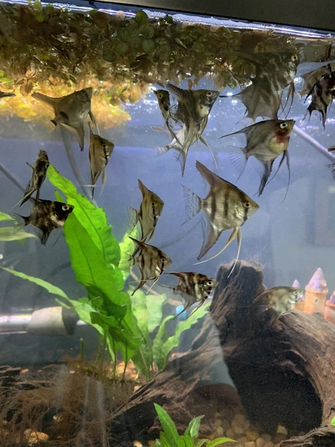 6 Assorted Angelfish Live Freshwater Aquarium Fish Marbled Zebra