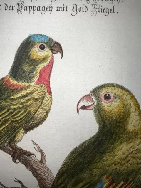 Antique Engraving Pl. 83 Edwards Seligmann C1750 Bird Hand Color Parrot