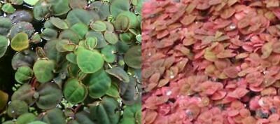 phyllanthus fluitans x5 plante aquarium bassin flottante rougeâtre